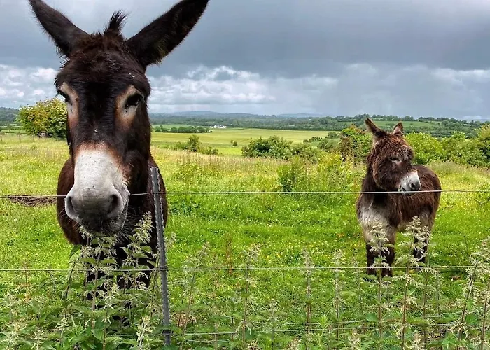 Barn Retreat With Mountain Views Apartamento Athy