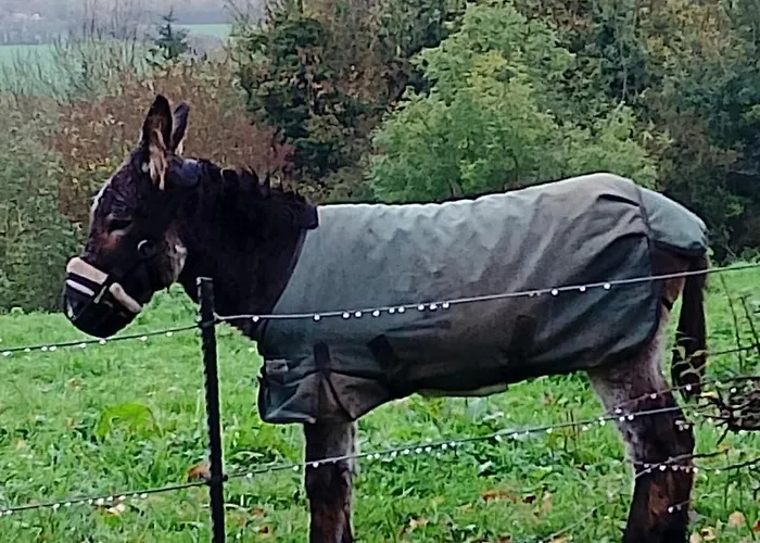 Apartman Barn Retreat With Mountain Views *