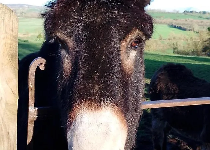 Barn Retreat With Mountain Views Athy